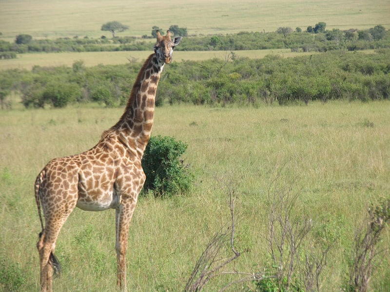 Maasai Mara National Reserve, Kenya
