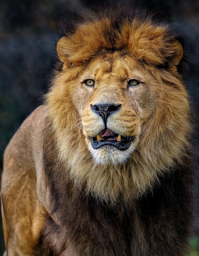 Kruger National Park, South Africa