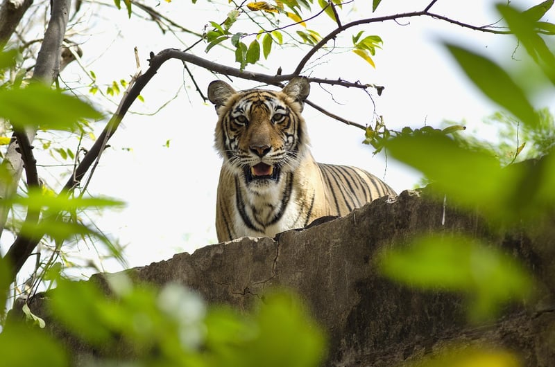 Ranthambore National Park, India